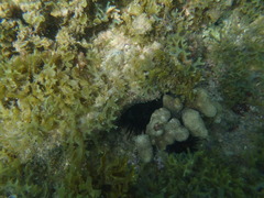 Echinometra lucunter