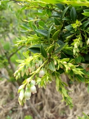 Vaccinium meridionale