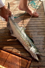 Scomberomorus sierra