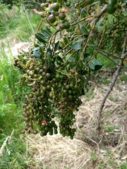Vaccinium meridionale