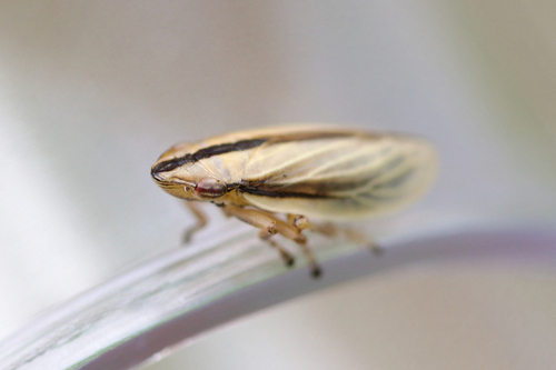 Paraphilaenus parallelus