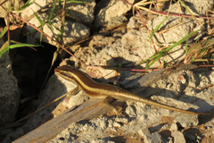 Trachylepis striata