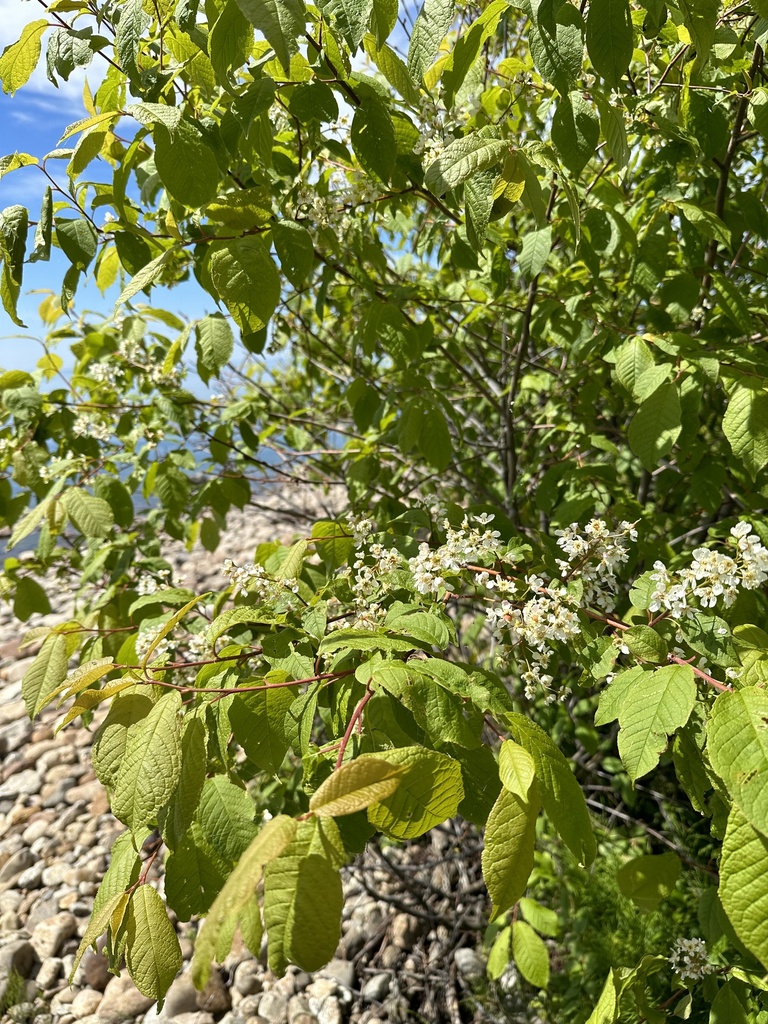 bird cherry from Портовая улица, посёлок Совхозный, Бурятия, RU on June ...
