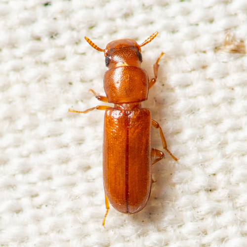 Long-headed Flour Beetle