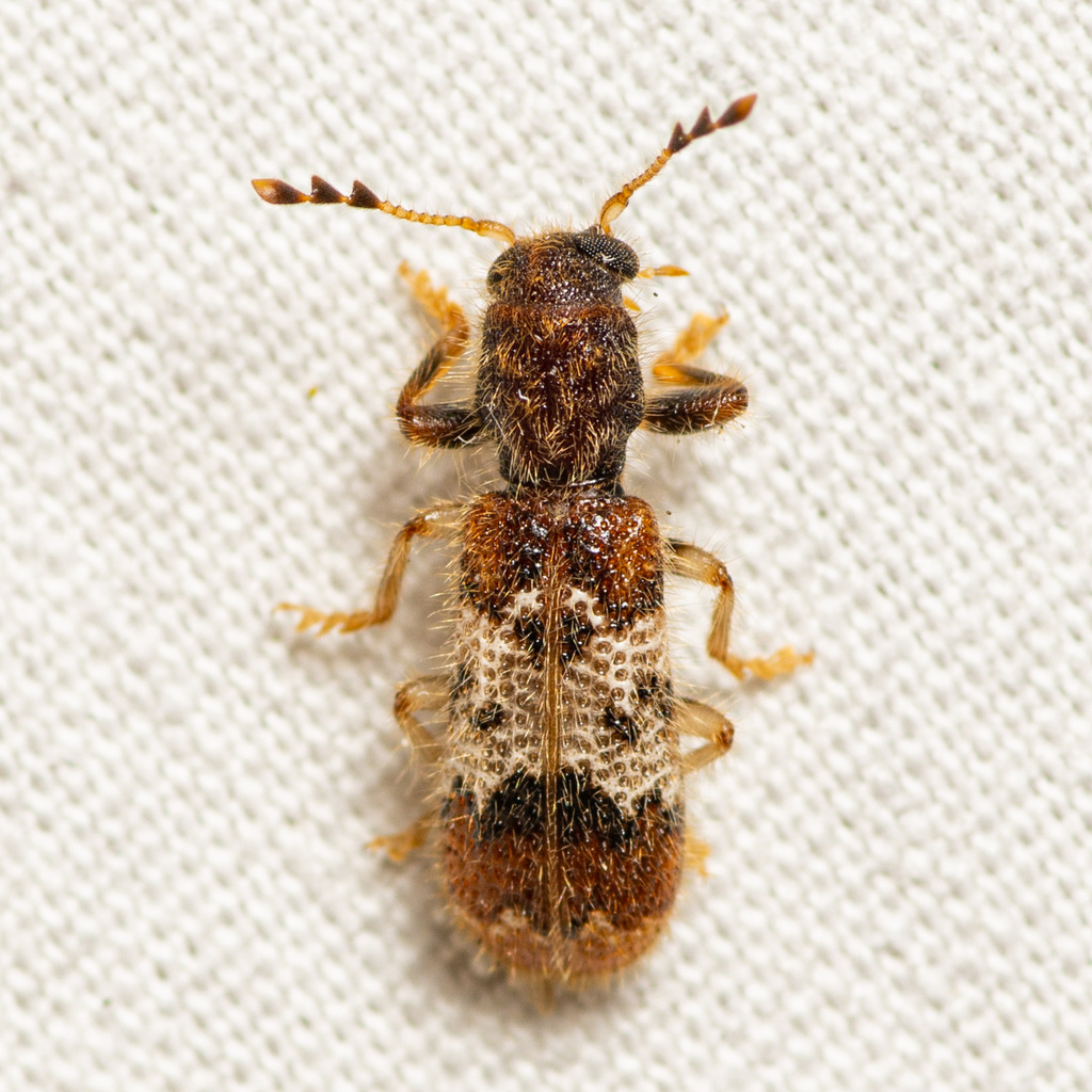 Pelonium leucophaeum