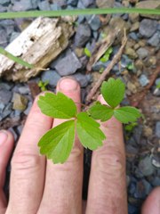 Fragaria × ananassa