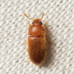 Hairy Fungus Beetle