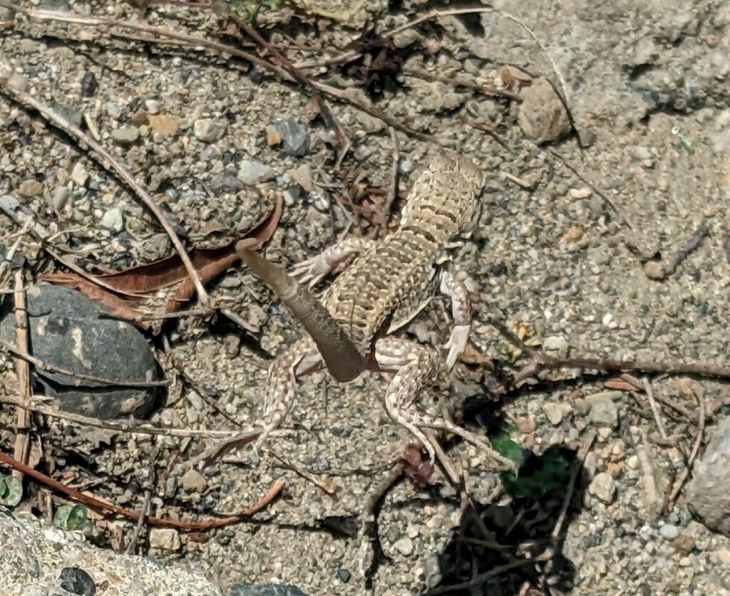 Red-sided Curlytail Lizard