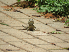 Acanthocercus atricollis
