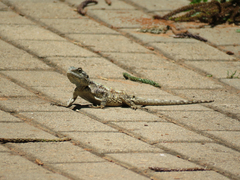 Acanthocercus atricollis