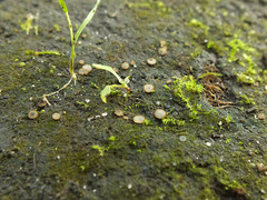 Trichophaea woolhopeia