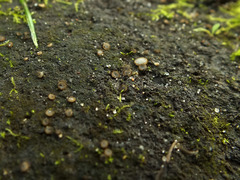 Trichophaea woolhopeia