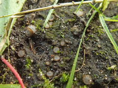 Trichophaea woolhopeia