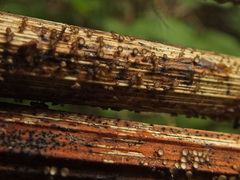Image of Trichopezizella otanii