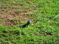 Acanthocercus atricollis