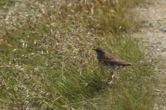 Anthus novaeseelandiae