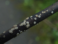 Trichopeziza