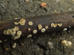 Trichopeziza