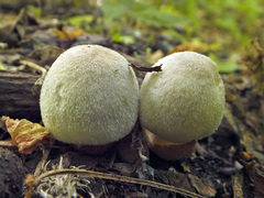 Volvariella murinella