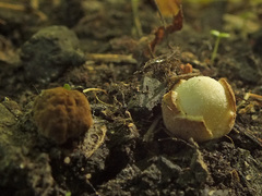 Volvariella murinella