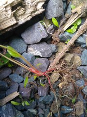 Fragaria × ananassa