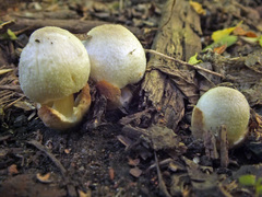 Volvariella murinella