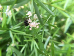 Frieseomelitta nigra