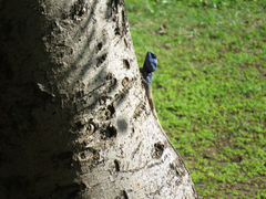 Acanthocercus atricollis