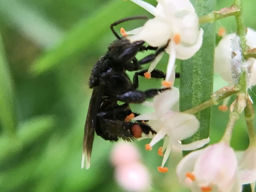 Black Slender-Stingless bee