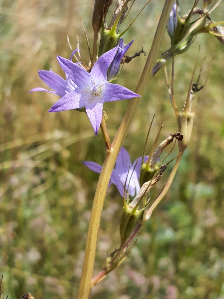 Rampion (Campanula rapunculus) - Botanical Realm