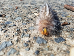 Noctuoidea