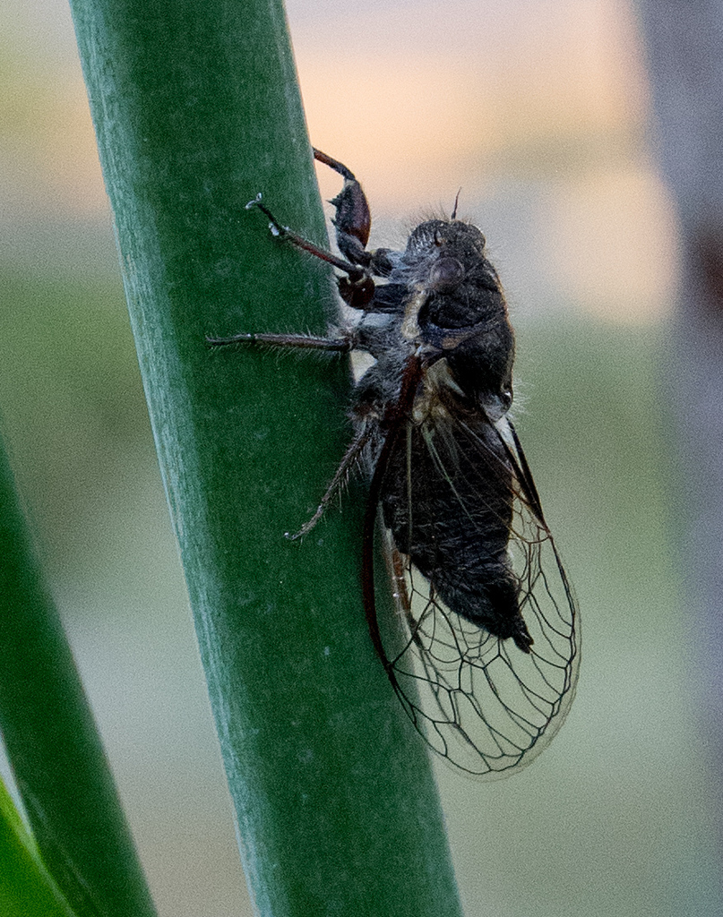 Platypedia intermedia