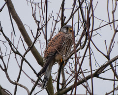 Falco tinnunculus