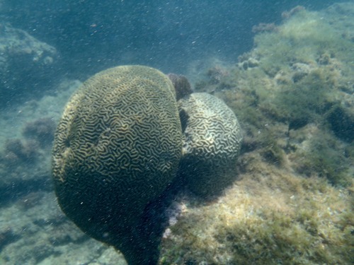 Pseudodiploria strigosa