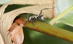 Polyrhachis cupreata