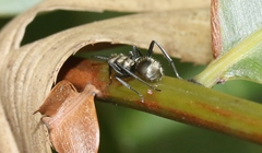 Polyrhachis cupreata