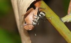 Polyrhachis cupreata