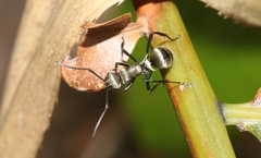Polyrhachis cupreata
