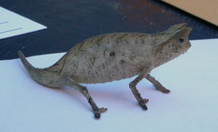 Brookesia superciliaris