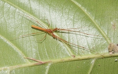 Tetragnatha rubriventris