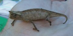 Brookesia superciliaris