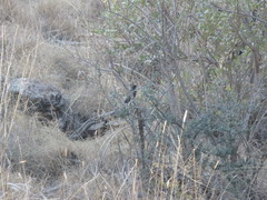 Thamnolaea cinnamomeiventris