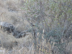 Thamnolaea cinnamomeiventris