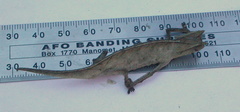 Brookesia superciliaris