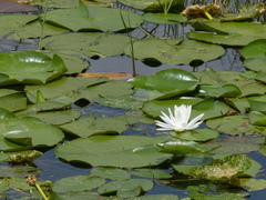 Nymphaea odorata odorata