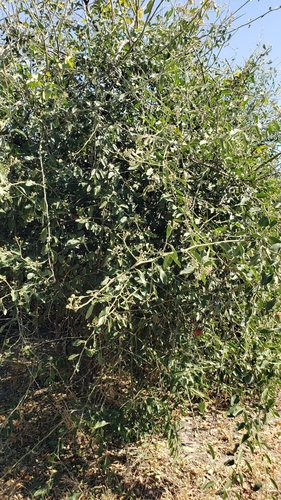 Capparis image