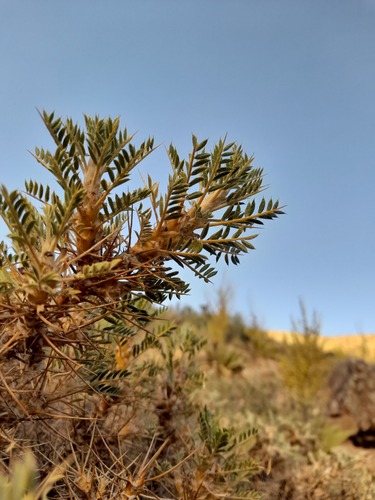 Astragalus verus