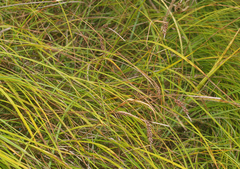 Carex solandri