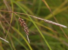 Carex solandri