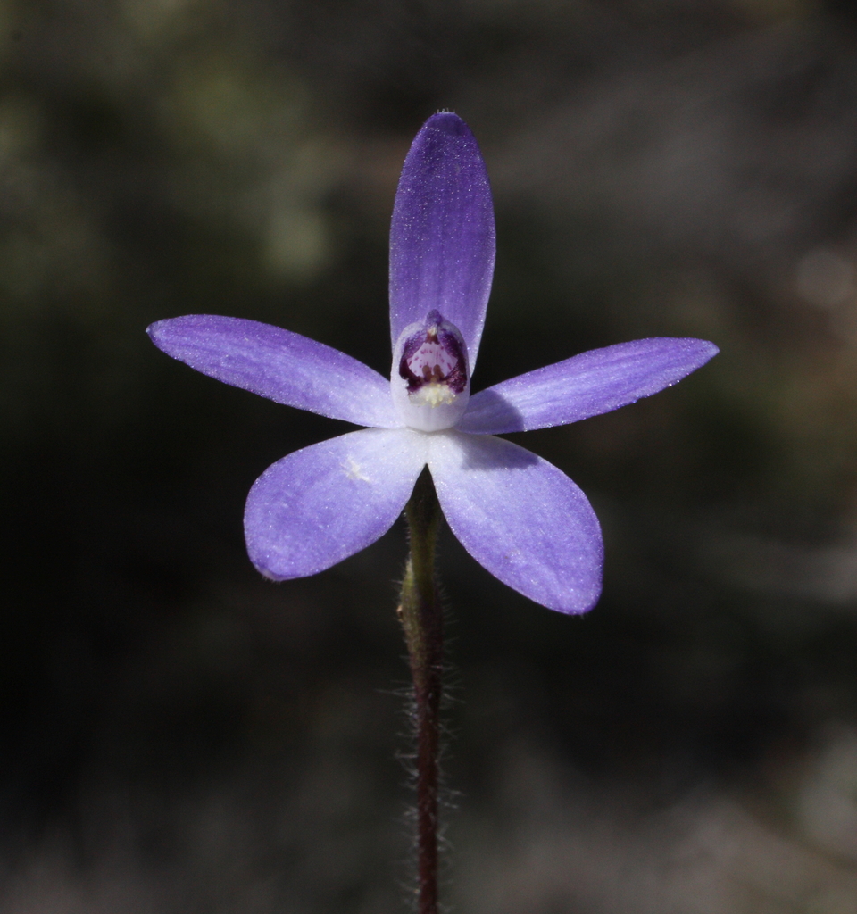 Dainty Blue China Orchid